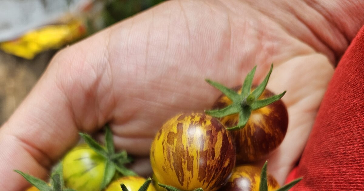 FreilandTomaten im Härtetest Diese Sorten haben überzeugt